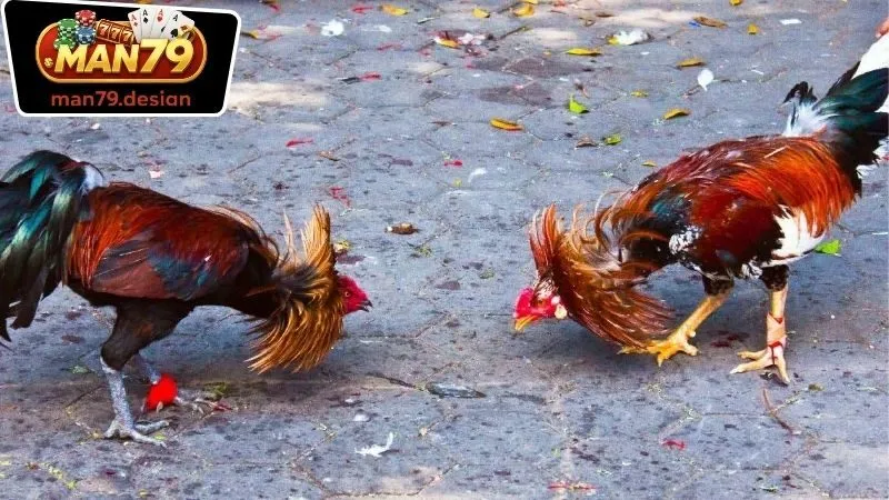 Đá Gà Man79 2 Các loại hình cá cược trong Đá Gà Man79